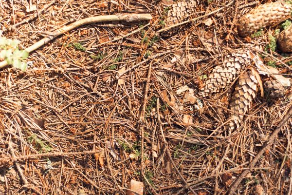 Pine Needles Removal in Manchester