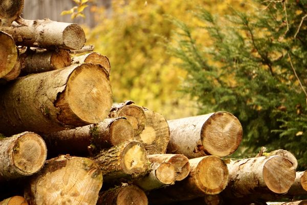 Wood Pile Removal in Manchester