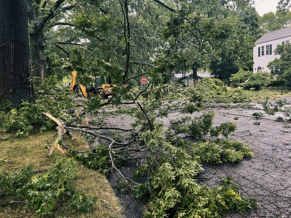 Tree Branch Disposal in Manchester