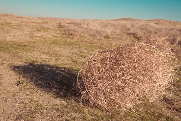 Tumbleweed Removal in Manchester