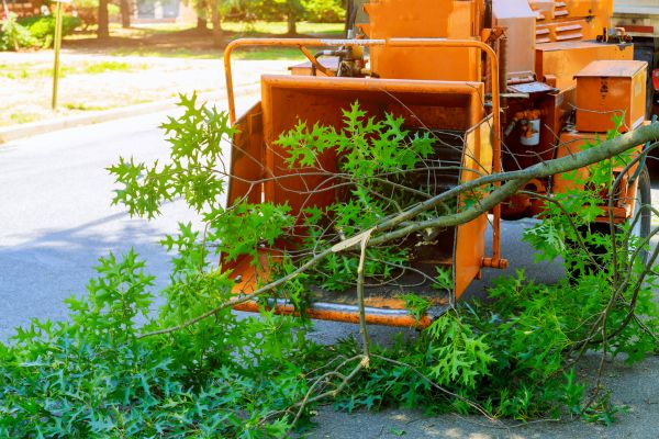 Tree Branches Removal in Manchester