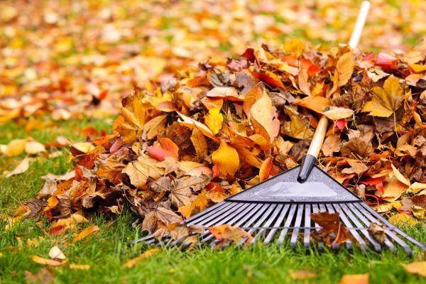 Yard Leaf Removal in Manchester