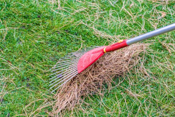 Pine Straw Raking in Manchester