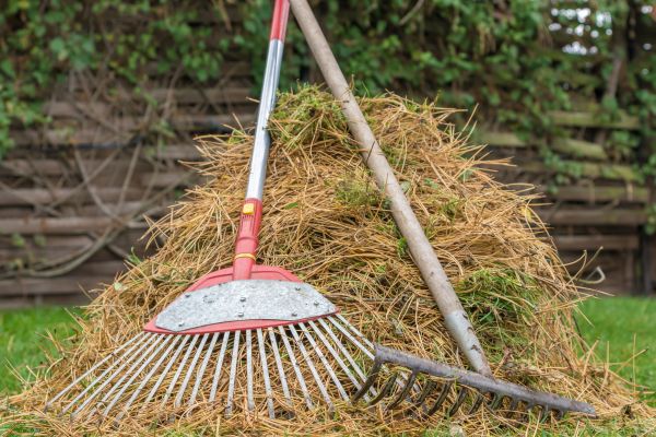 Pine Straw Clearing in Manchester