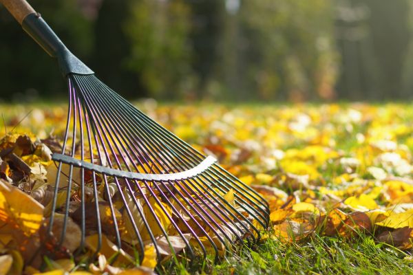 Leaf Removal in Manchester