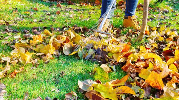 Lawn Cleanup Service in Manchester