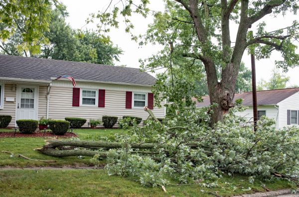 Fallen Branch Removal in Manchester