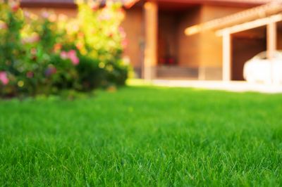 Spring Lawn Cleanup detail